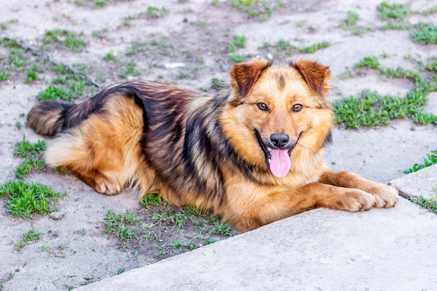 Il cane irsuto marrone giace a terra