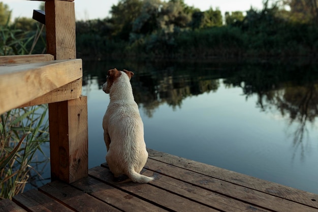 Il cane Jack Rasa si siede su un ponte di legno vicino al fiume per cacciare le anatre