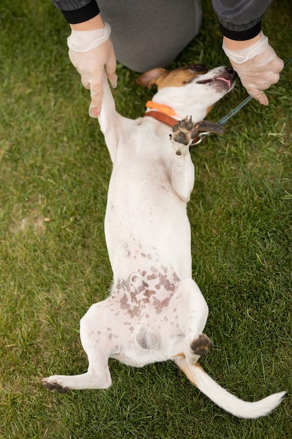Il cane Jack Russell Terrier è sdraiato sull'erba verde sulla schiena e sta scherzando con il proprietario