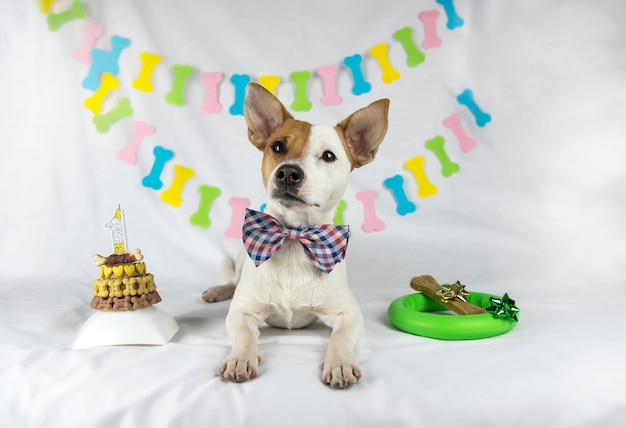 Il cane Jack Russell Terrier giace al centro su uno sfondo bianco con una ghirlanda a forma di ossa in un papillon Da un lato c'è la sua torta dall'altro doni anello verde e osso con fiocchi