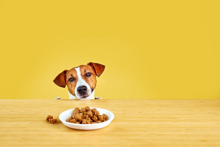Il cane Jack Russell Terrier mangia il pasto da un tavolo Divertente ritratto di cane affamato su sfondo giallo guardando il piatto sul tavolo