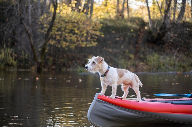 Il cane Jack Russell Terrier si trova sulla prua del kayak Paesaggio con una barca sullo sfondo di alberi autunnali