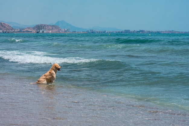 Il cane Labrador gioca e si diverte in spiaggia