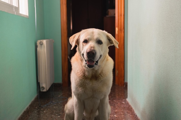 Il cane labrador guarda la telecamera a casa