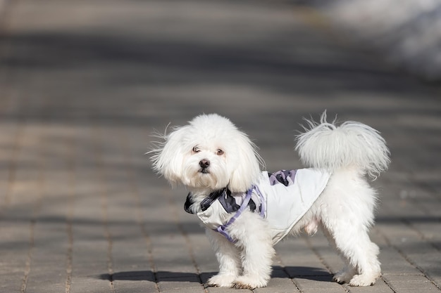 Il cane lanuginoso bianco sta su un cumulo di neve nel parco in inverno un cane nel parco invernale