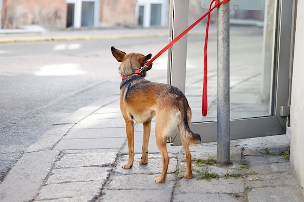 Il cane legato sta aspettando il suo proprietario all'ingresso del negozio
