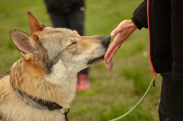 Il cane lupo lecca una mano umana