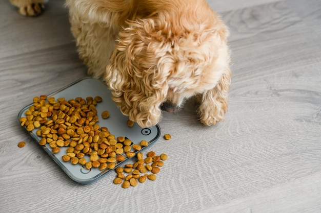 Il cane mangia cibo secco sparso su una bilancia da cucina