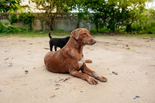 Il cane marrone si siede e sulla sabbia