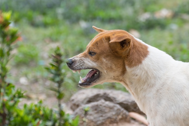 Il cane marrone tailandese ha minacciato su tatto arrabbiato