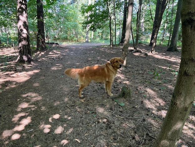 Il cane nella foresta ha annusato le tracce della vittima