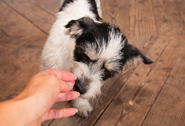 Il cane nero senzatetto annusa confidenzialmente la mano di una ragazza