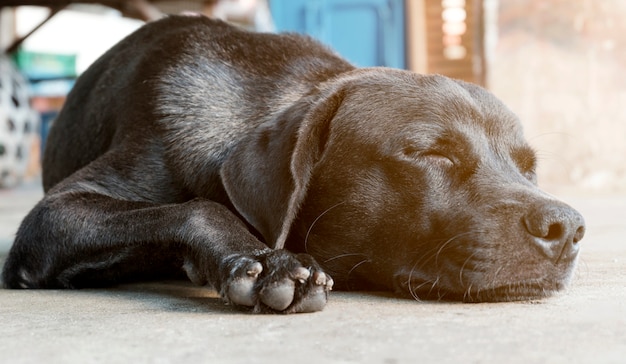 Il cane nero sta dormendo sul vecchio pavimento di cemento.