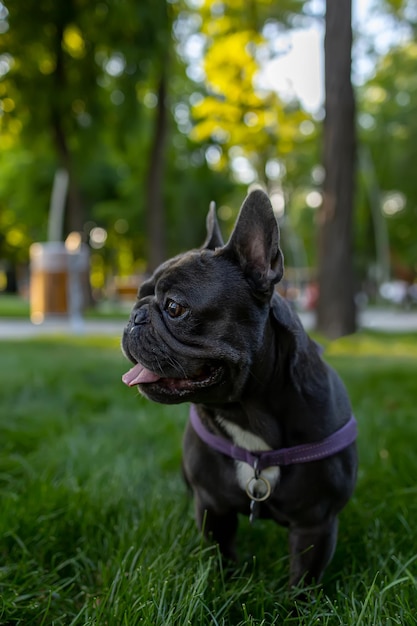 Il cane nero tirò fuori la lingua e si guardò intorno nel parco Il bulldog francese obbedì all'ordine di sedersi