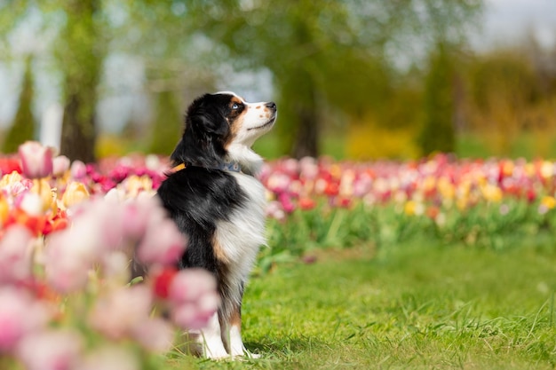 Il cane pastore americano in miniatura seduto tra i tulipani il cane nel campo di fiori la primavera in fiore il cane dagli occhi blu