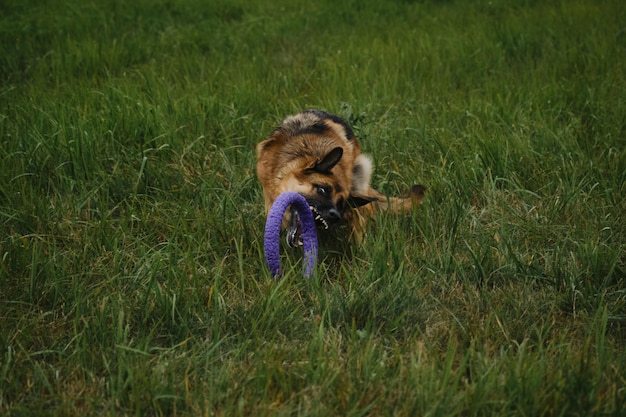 Il cane pastore tedesco allegro raggiunge il giocattolo blu rotondo nel parco estivo