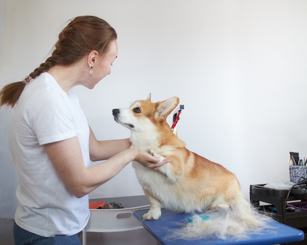 Il cane Pembroke Welsh Corgi guarda amorevolmente il maestro di toelettatura degli animali domestici sul tavolo accanto alla pelliccia pettinata.