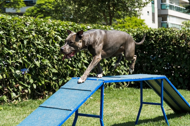 Il cane pitbull sale la rampa mentre pratica l'agilità e gioca nel parco per cani. Spazio per cani con giocattoli a rampa e pneumatici per fargli esercitare.