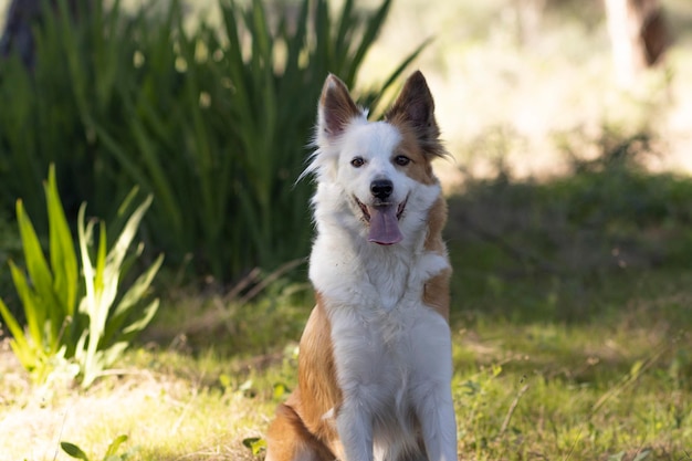 Il cane più bello del mondo Sorridente adorabile ritratto all'aperto di collie di sabbia marrone e bianco