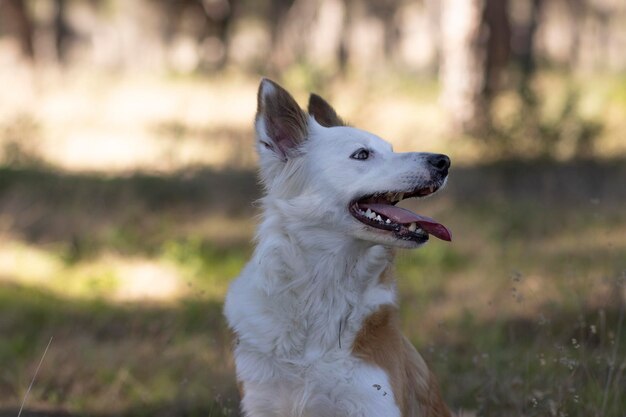 Il cane più bello del mondo Sorridente adorabile ritratto all'aperto di collie di sabbia marrone e bianco