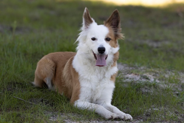 Il cane più bello del mondo Sorridente adorabile ritratto all'aperto di collie di sabbia marrone e bianco