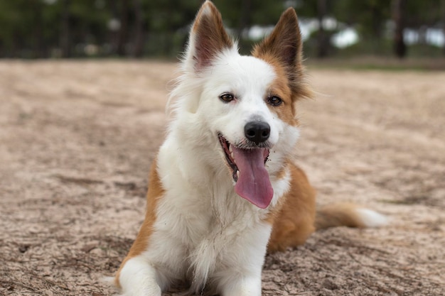 Il cane più bello del mondo Sorridente affascinante adorabile border collie marrone e bianco zibellino