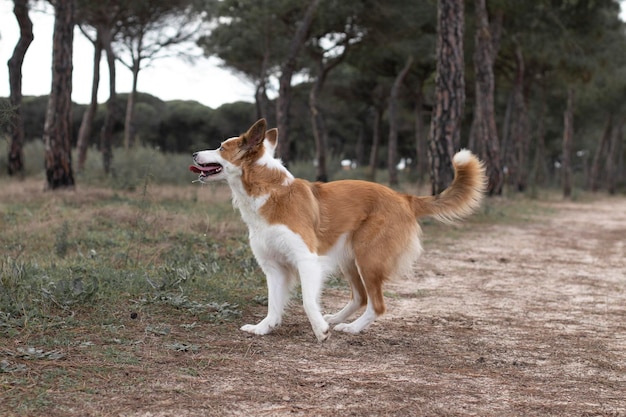 Il cane più bello del mondo Sorridente affascinante adorabile border collie marrone e bianco zibellino