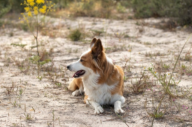 Il cane più bello e intelligente del mondo Border Collie Tan e bianco In natura