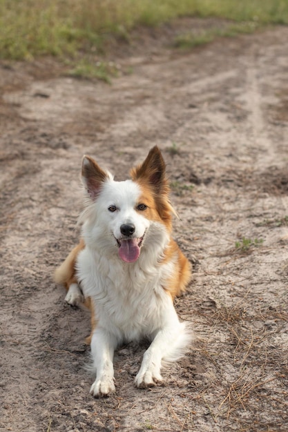 Il cane più bello e intelligente del mondo Border Collie Tan e bianco In natura