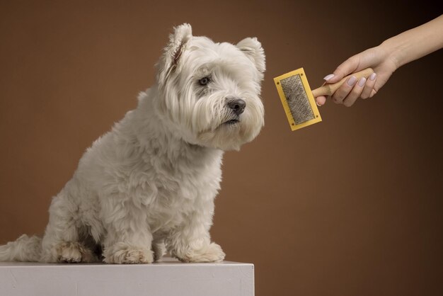 il cane prima della pulizia.