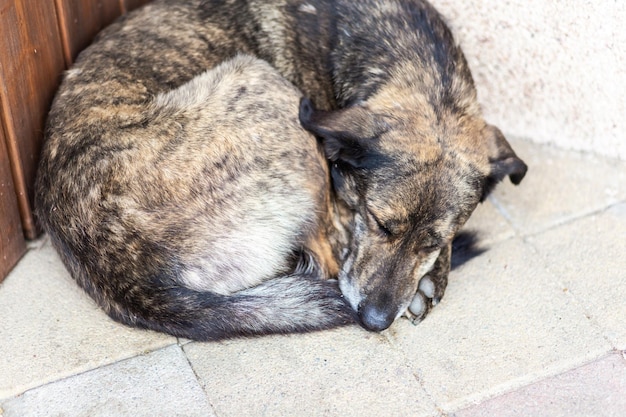 Il cane randagio dorme in una palla in un angolo sulle lastre di pavimentazione