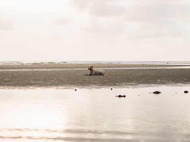 Il cane randagio si distende sulla spiaggia in Tailandia.