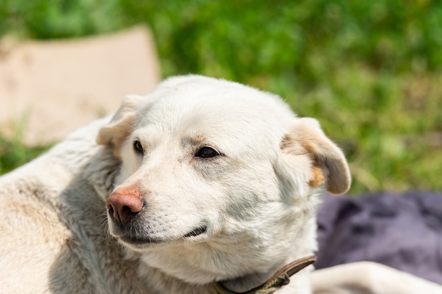 Il cane randagio si trova sull'erba verde