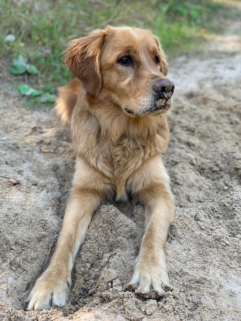 Il cane Red American Retriever si trova nella sandbox Naso nero coperto di sabbia