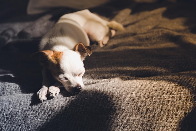 Il cane riposa sul divano e la mattina