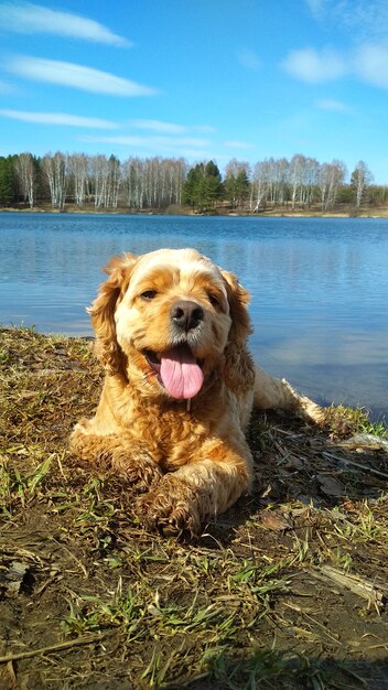 Il cane riposa sulla riva del lago