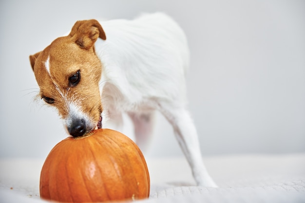 Il cane rosicchia la zucca arancione in casa