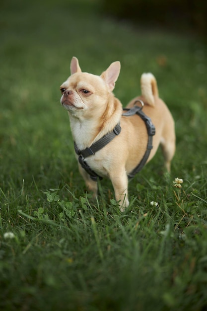 Il cane rosso dai capelli lisci della razza Chihuahua cammina e si siede sull'erba verde in estate.