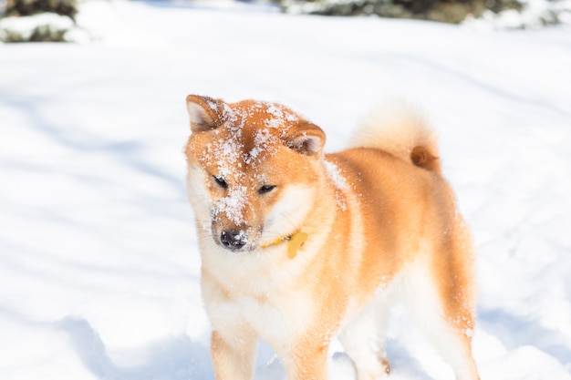 Il cane rosso di Shiba Inu sta giocando e correndo in una neve