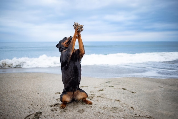 Il cane Rottweiler si siede sulla spiaggia sullo sfondo del mare