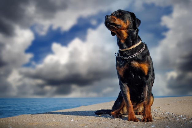 Il cane Rottweiler si siede sulla spiaggia sullo sfondo del mare