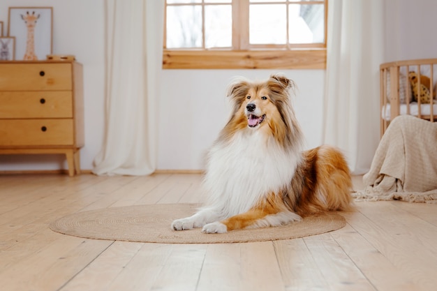 Il cane Rough Collie a casa Cane dentro