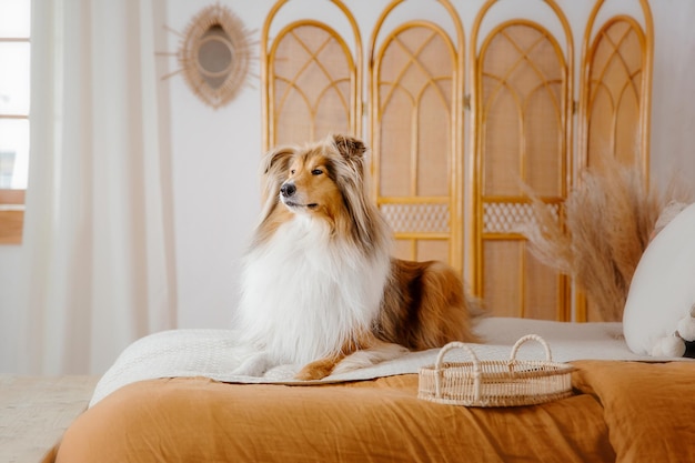 Il cane Rough Collie a casa Cane dentro