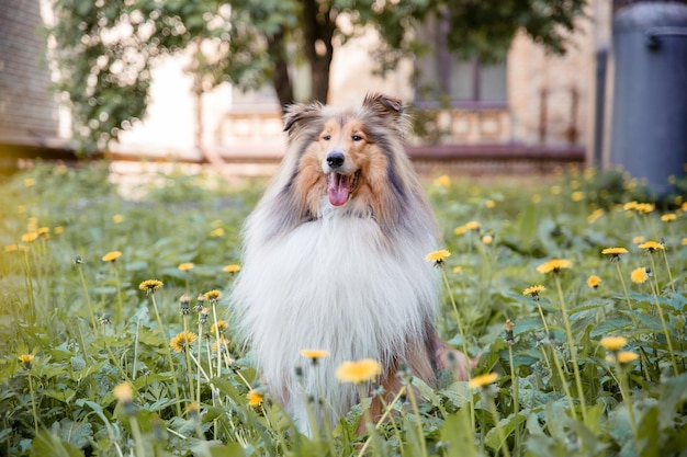 Il cane Rough Collie all'aperto