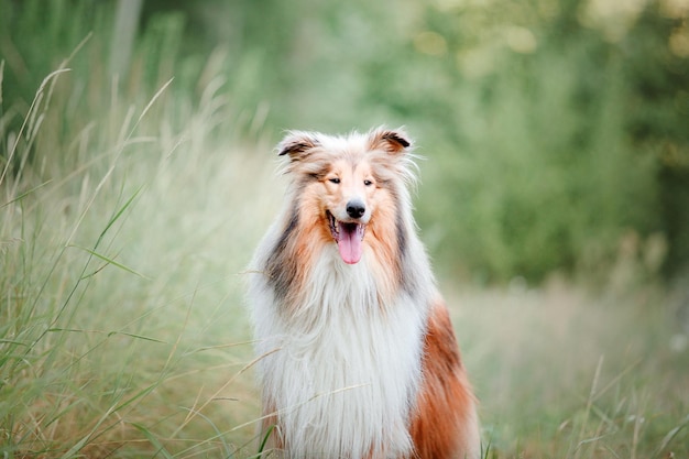 Il cane Rough Collie all'aperto