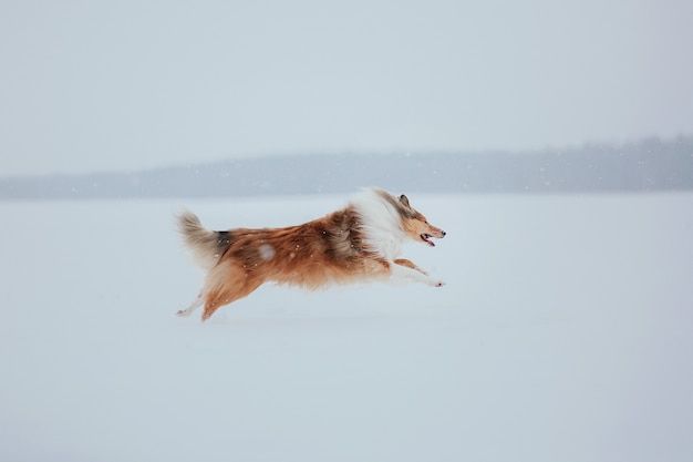 Il cane Rough Collie in inverno