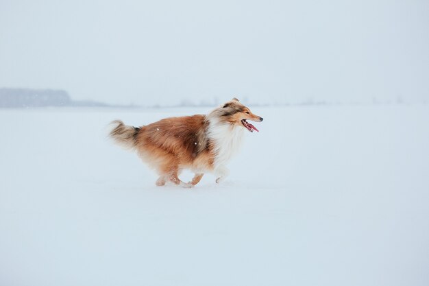 Il cane Rough Collie in inverno