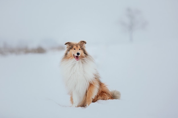 Il cane Rough Collie in inverno