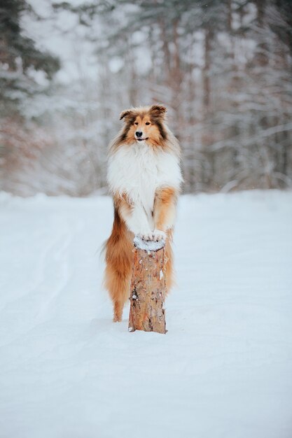 Il cane Rough Collie in inverno