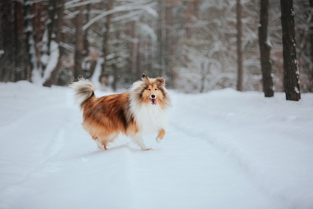 Il cane Rough Collie in inverno